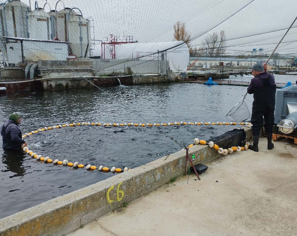 PSZ ALBA - carrusel 2