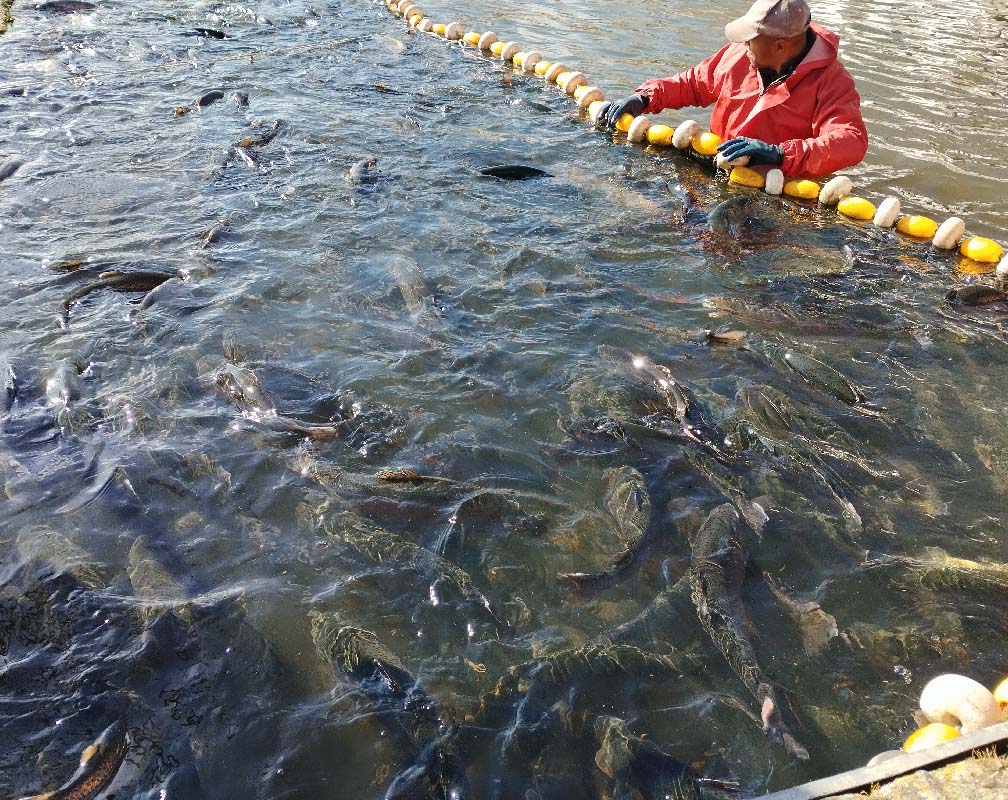 PSZ ENCINAS - carrusel 2