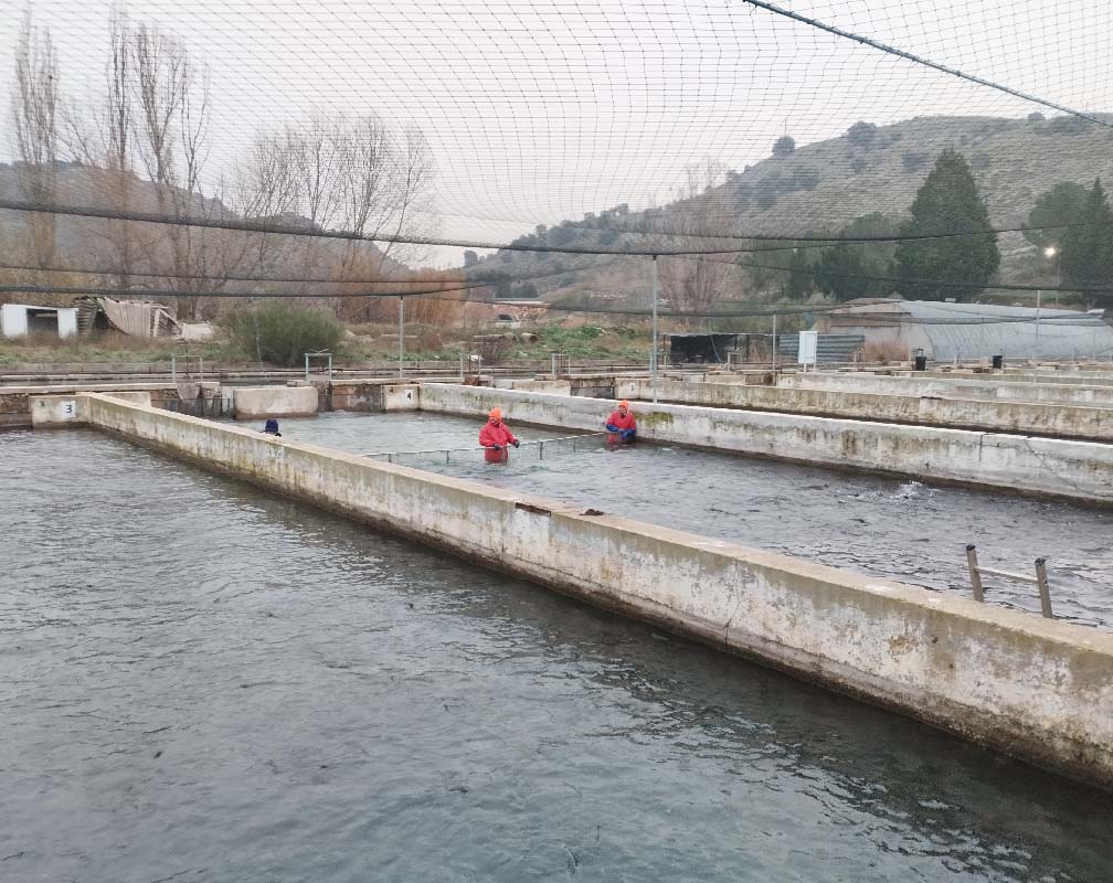 PSZ ILLANA - carrusel 3