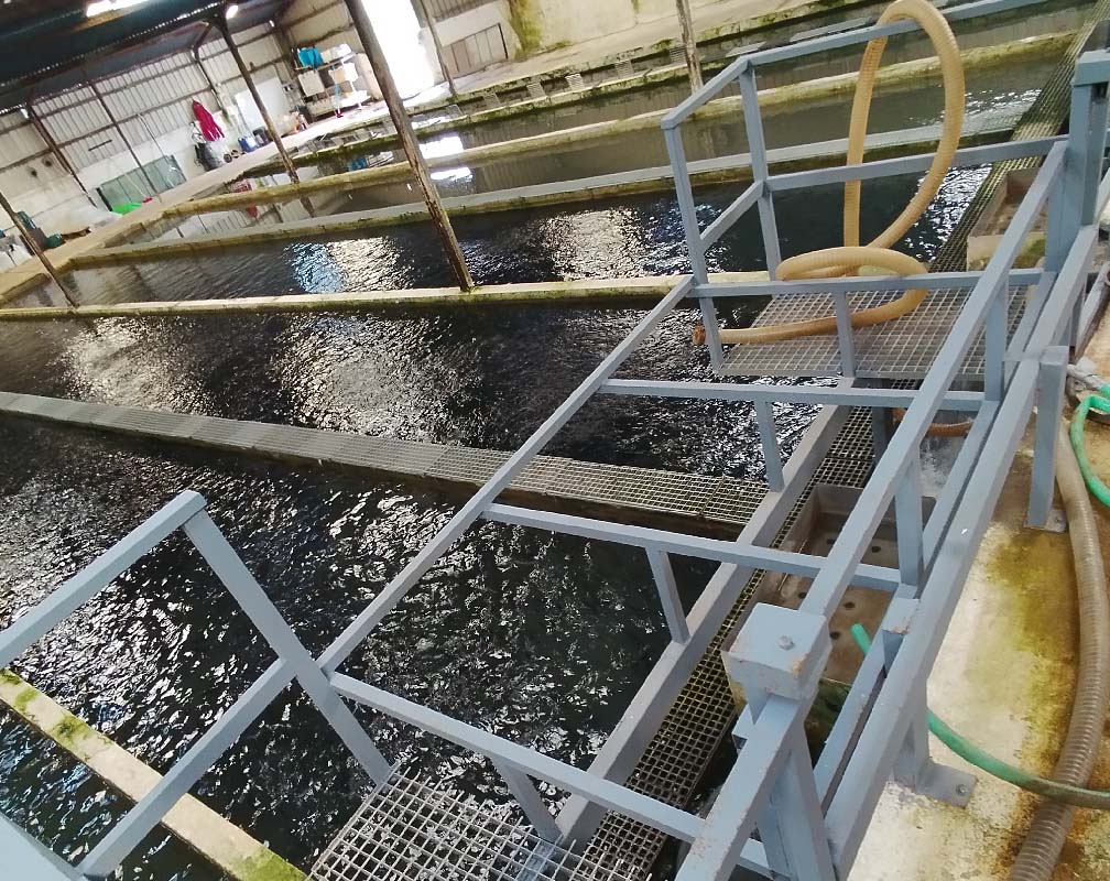 PSZ RIOPIEDRA - carrusel 3