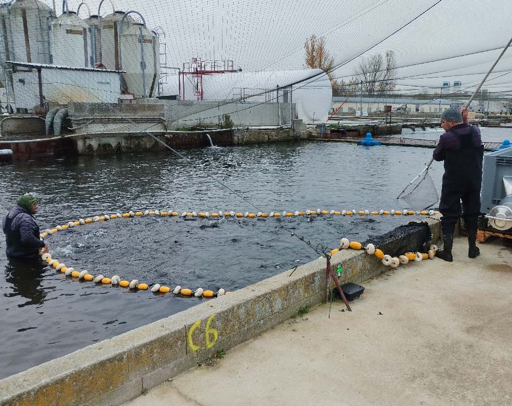 PSZ SIETEIGLESIAS - carrusel 2