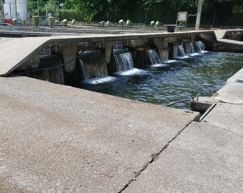 PSZ TRUCHA REAL - carrusel 3