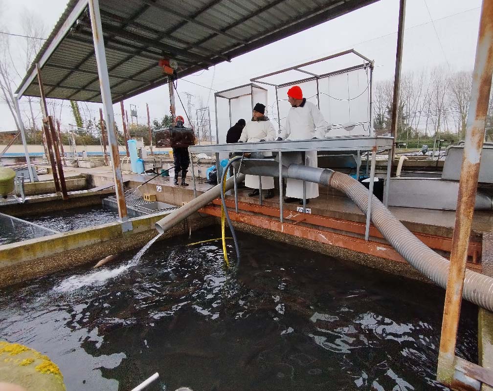 PSZ TRUCHA REAL - carrusel 4