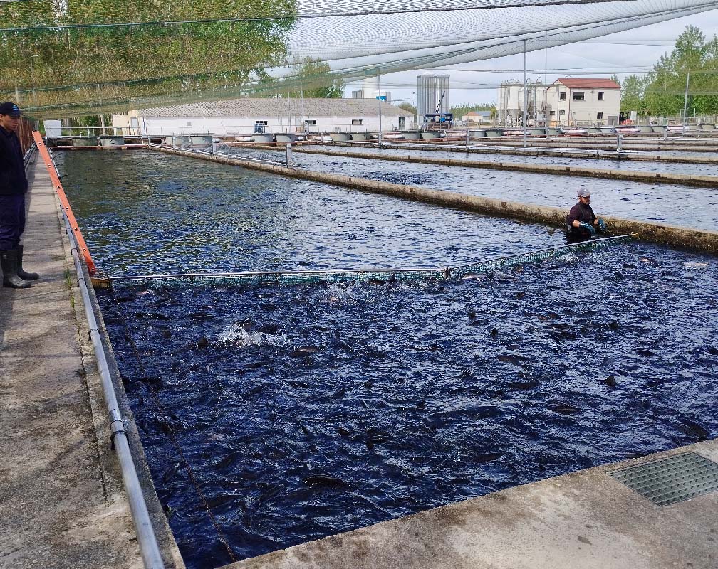 PSZ VAL - carrsuel 2