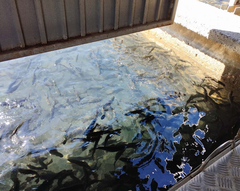 PSZ VOZMEDIANO - carrusel 4