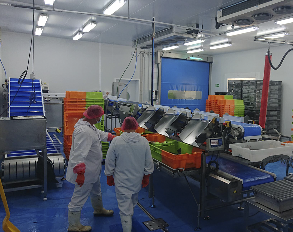 Cabecera 3 Illana procesado piszolla